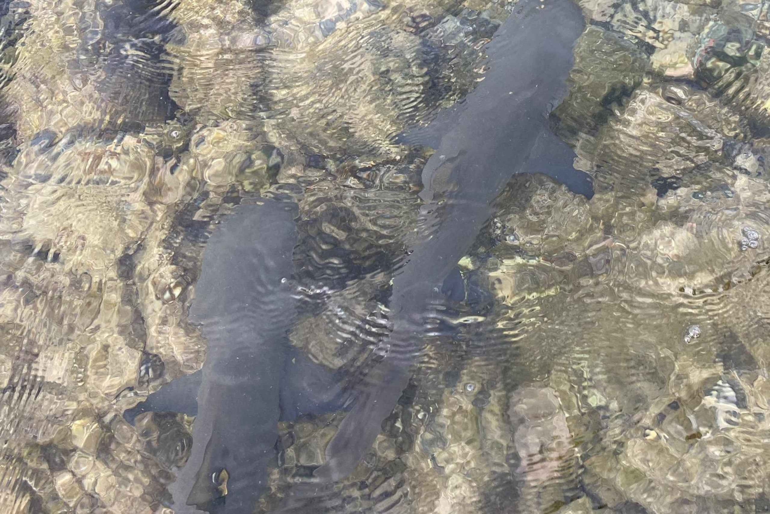 Sal Island Exclusive - Día completo personalizado sólo para ti