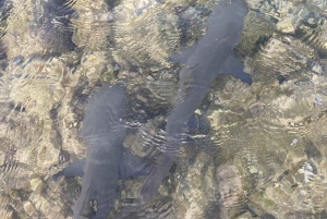 Sal Island Exclusive - Día completo personalizado sólo para ti