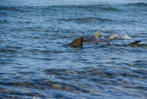 Isola di Sal: Osservazione dello squalo limone e tour del lago salato