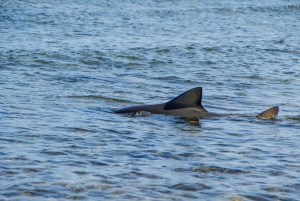 L'île de Sal : Observation du requin citron et visite du lac salé