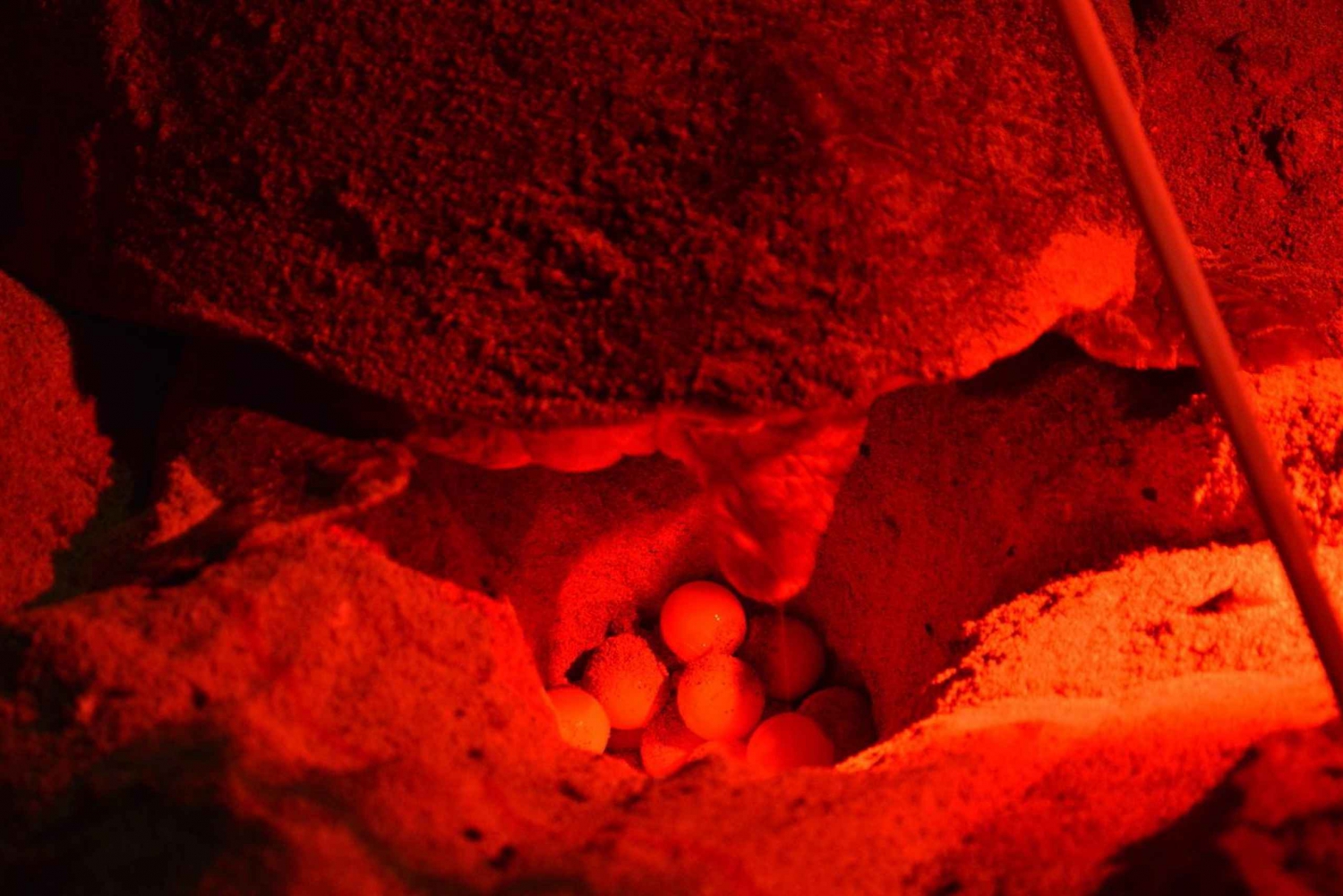 Isla de Sal: Buggy Nocturno con Experiencia de Observación de Tortugas