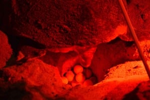 Sal Island: Natbuggy med skildpaddeobservation