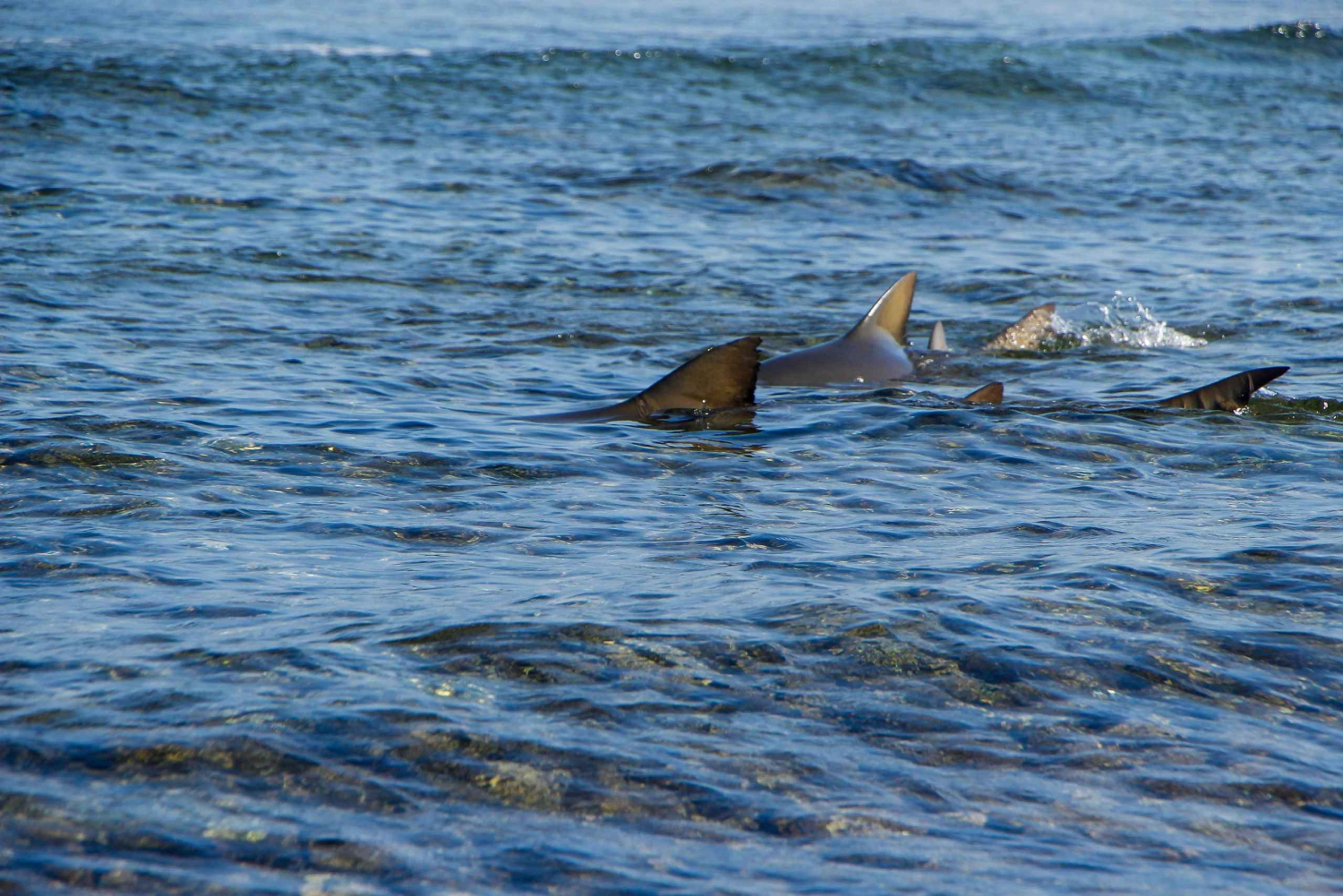 Sal Island: Private Tour to Shark Watching and Salt Lake