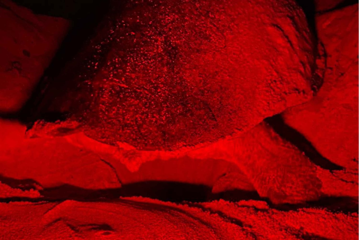 Privat omvisning på Sal Island for å se på skilpadder i naturlig habitat