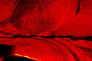 Tour privato di osservazione delle tartarughe nell'habitat naturale dell'isola di Sal