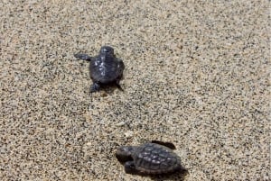 Tour privato di osservazione delle tartarughe nell'habitat naturale dell'isola di Sal