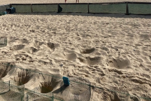 Tour privato di osservazione delle tartarughe nell'habitat naturale dell'isola di Sal