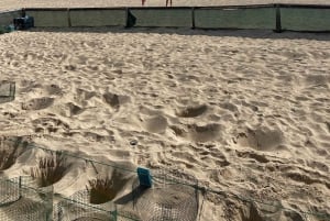 Privat omvisning på Sal Island for å se på skilpadder i naturlig habitat