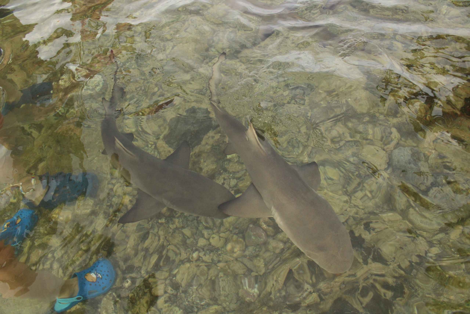 Île de Sal, Salinas, Buracona et Lemon Shark