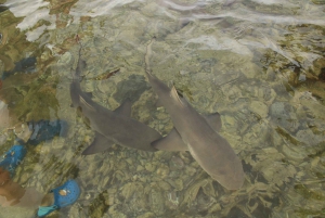 Île de Sal, Salinas, Buracona et Lemon Shark