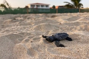 Experiência de observação de tartarugas marinhas na Ilha do Sal