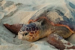 Sal Island: Sea Turtle Watching Experience