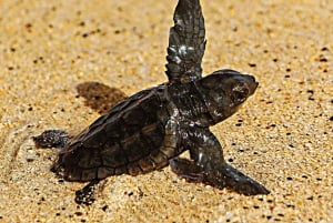 Sal Island: Sea Turtle Watching Experience