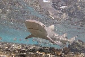 Sal Island: Shark Bay Experience from Santa Maria