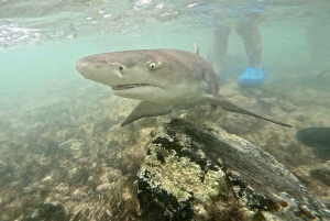 جولة في جزيرة سال: العين الزرقاء، البحيرة المالحة، وأسماك القرش مع مرشد محلي
