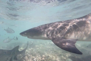 جولة في جزيرة سال: العين الزرقاء، البحيرة المالحة، وأسماك القرش مع مرشد محلي