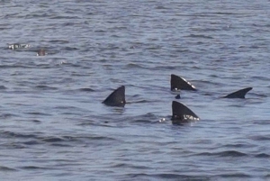 جولة في جزيرة سال: العين الزرقاء، البحيرة المالحة، وأسماك القرش مع مرشد محلي