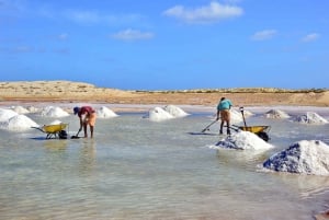 From Sal Island: Blu eye, Salt lake, Lemon Sharks & Palmeira