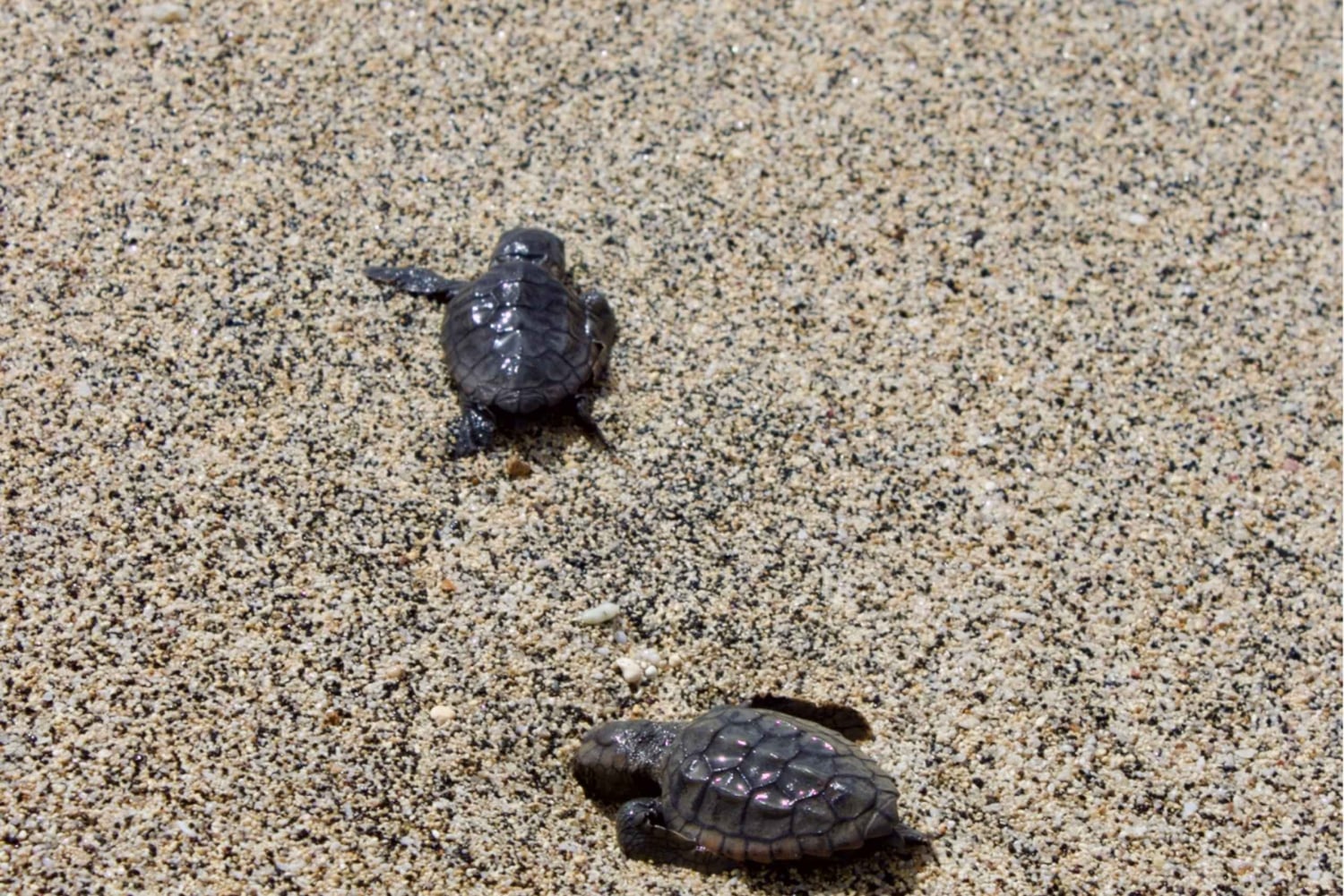 Sal Island Turtle Watch Tour in Natural Habitat