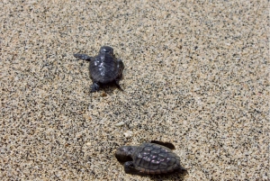 サル島の自然生息地でのカメ観察ツアー