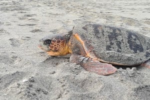 Sal Island: Turtle Watching Experience