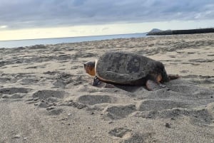 Sal Island: Turtle Watching Experience