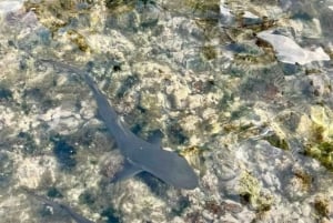 Isla de Sal: Paseo con tiburones limón (guía finlandés)