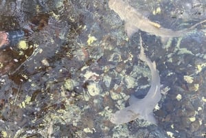 Sal: Pedra de Lume Village, Salt Lake Tour & Shark Swim