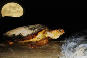 Sal Rei: Guidad sköldpaddsskådning