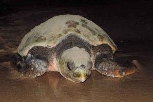 Sal Rei: begeleide schildpadden kijken
