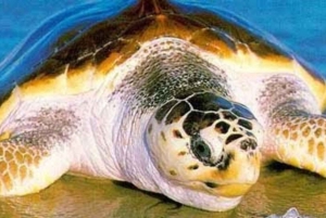 Sal Rei: begeleide schildpadden kijken