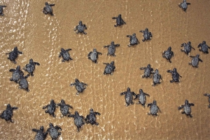 Sal Rei: Observación guiada de tortugas