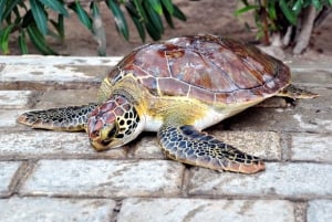 Sal: Santa Maria Beach Turtle Nesting Experience