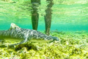 Sal: tour dell'isola per piccoli gruppi e pranzo con una famiglia locale