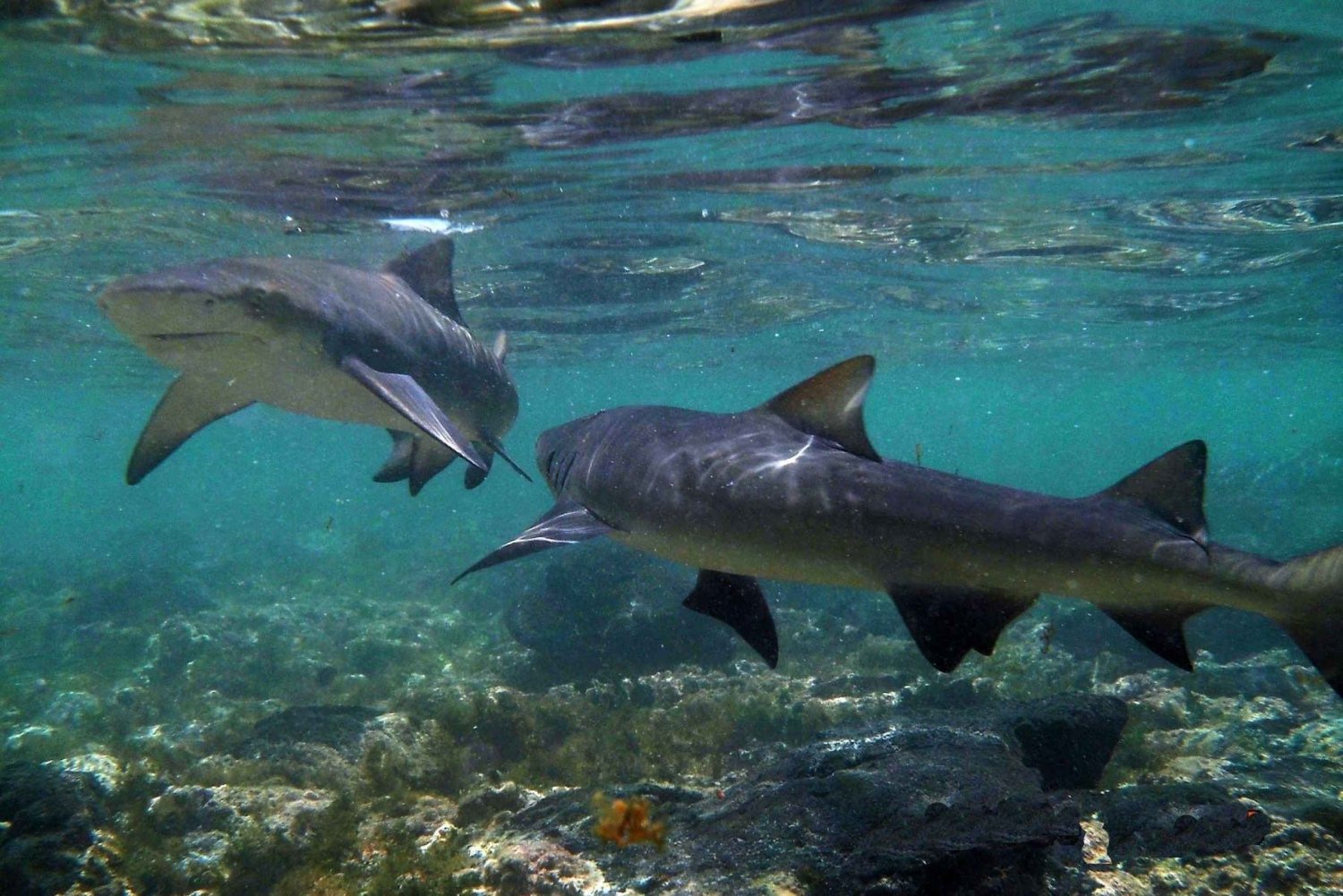 Solniczki i doświadczenie rekinów cytrynowych
