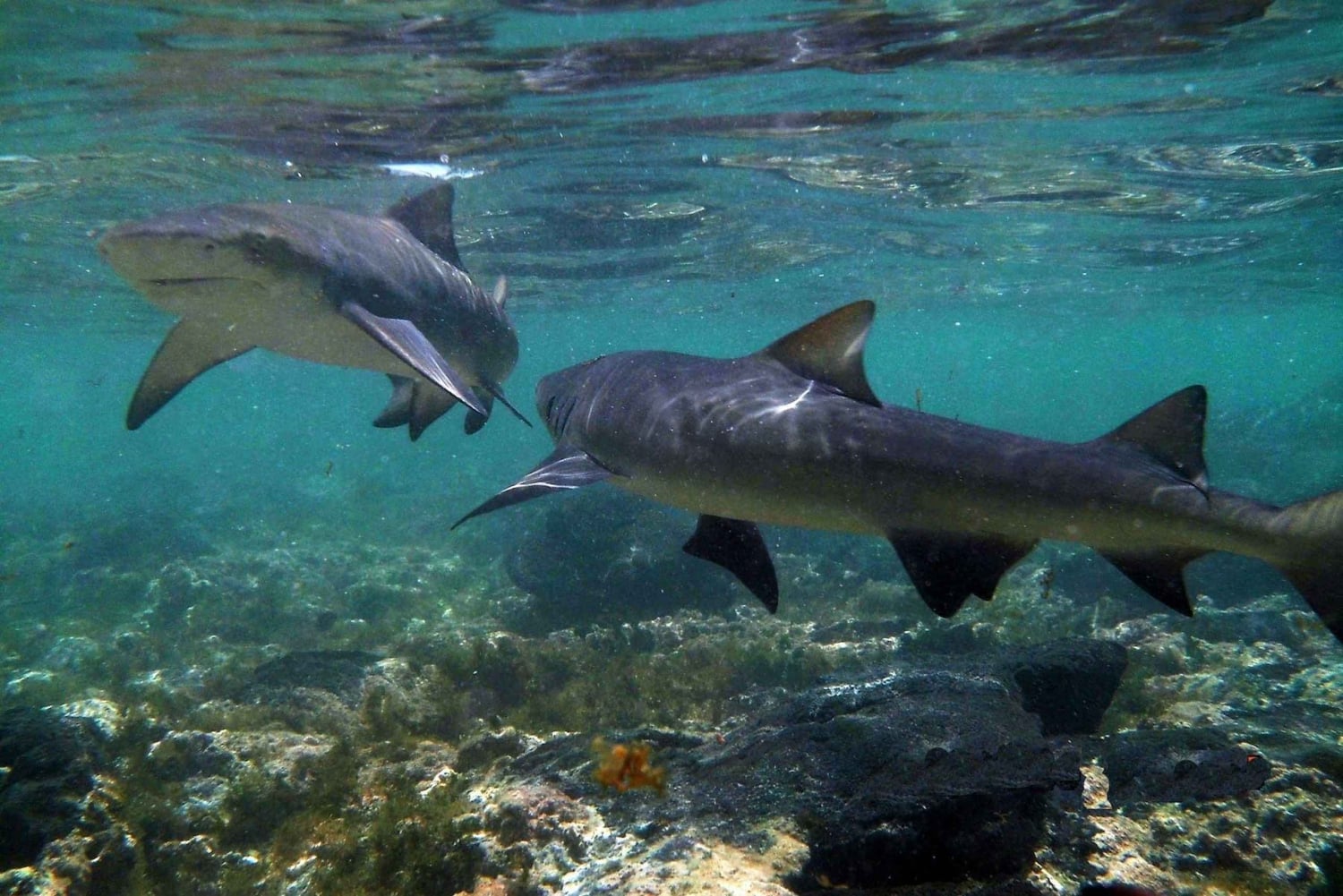 Esperienza con le saline e gli squali limone