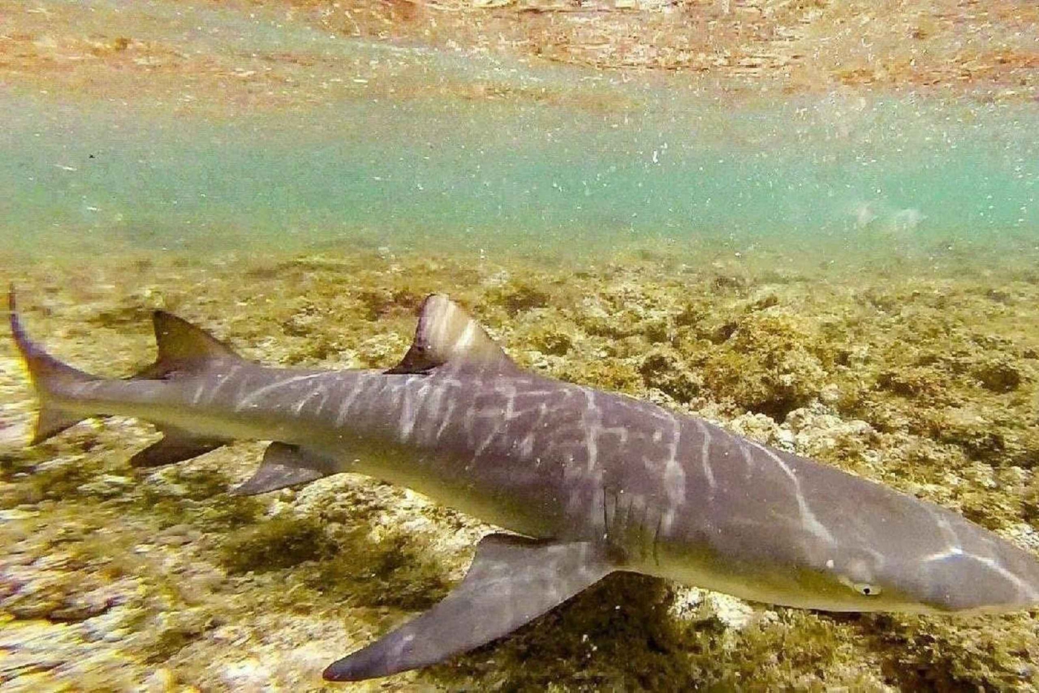 Esperienza con le saline e gli squali limone