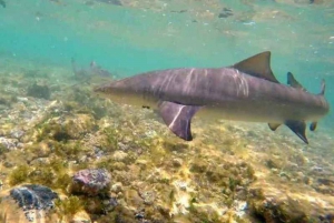 Solniczki i doświadczenie rekinów cytrynowych