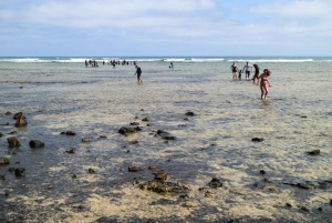 Esperienza con le saline e gli squali limone