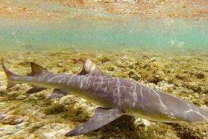 Esperienza con le saline e gli squali limone