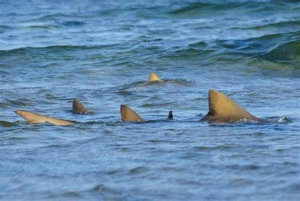 Esperienza con le saline e gli squali limone