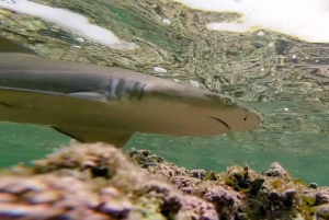 Esperienza con le saline e gli squali limone