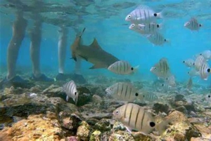 Esperienza con le saline e gli squali limone