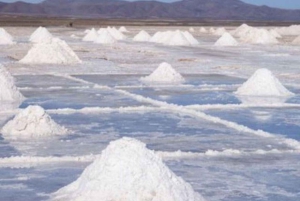 Esperienza con le saline e gli squali limone