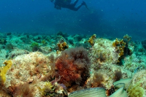 Santa Maria: Cape Verde Open Water Scuba Diving Course