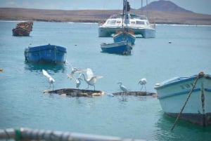 Dall'Isola di Sal: Occhio Blu, Lago Salato, Squali Limone, Palmeira