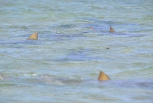 Dall'Isola di Sal: Occhio Blu, Lago Salato, Squali Limone, Palmeira