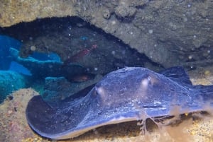 Santa Maria: Geführte Schiffswrack- und Rifftour zum Schnorcheln