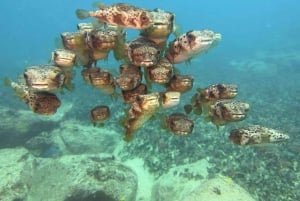Santa Maria: Guided Wreck and Reef Snorkeling Tour