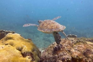 Santa Maria: Guided Wreck and Reef Snorkeling Tour